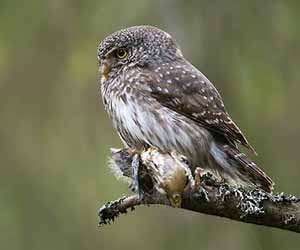 Ууль (Буслаг сүлиг)